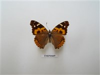 藏品(大紅蛺蝶)的圖片